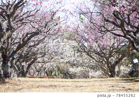 岡崎南公園　梅のトンネル 78455262