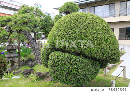 形よく整えられた柘植の木（ツゲノキ） 78455341