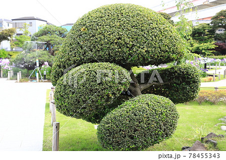 形よく整えられた柘植の木（ツゲノキ） 78455343