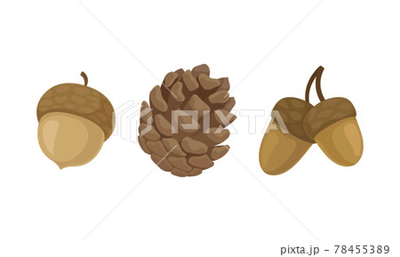 Fir or Pine Cones and Acorns as Seed Containing Plant Part Vector Set Fir or Pine Cones and Acorns as Seed Containing Plant Part Vector Set 78455389