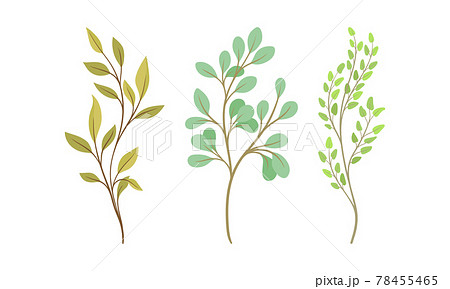 Sprigs and Twiglets with Green Leaves as Botanical Foliage Vector Set 78455465