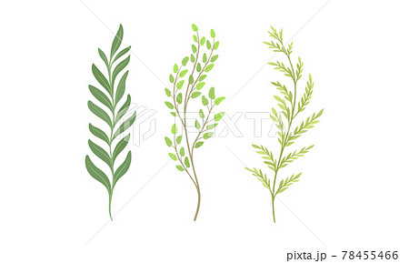 Sprigs and Twiglets with Green Leaves as Botanical Foliage Vector Set Sprigs and Twiglets with Green Leaves as Botanical Foliage Vector Set 78455466
