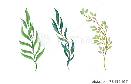 Sprigs and Twiglets with Green Leaves as Botanical Foliage Vector Set 78455467