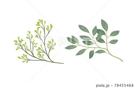 Sprigs and Twiglets with Green Leaves as Botanical Foliage Vector Set Sprigs and Twiglets with Green Leaves as Botanical Foliage Vector Set 78455468