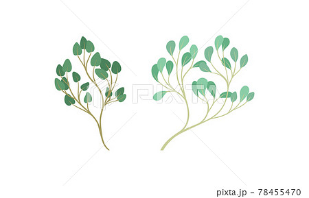 Sprigs and Twiglets with Green Leaves as Botanical Foliage Vector Set 78455470