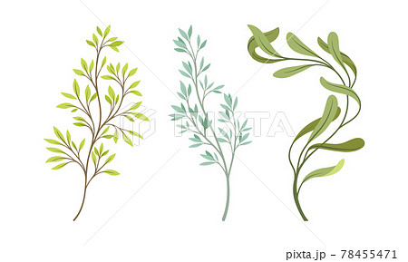 Sprigs and Twiglets with Green Leaves as Botanical Foliage Vector Set 78455471