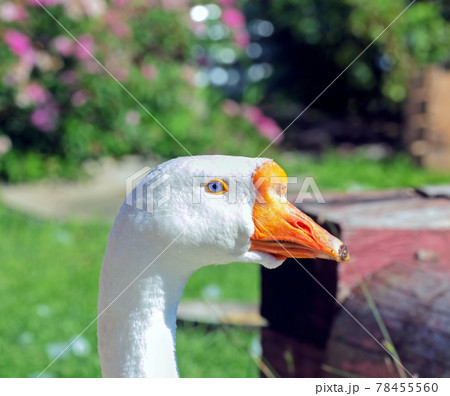 Goose head with blue eye Goose head with blue eye 78455560