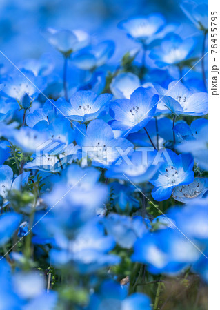 茨城県 ネモフィラの丘 ひたち海浜公園の写真素材