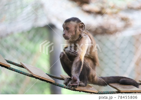 Close up The red monkey stop 78455806