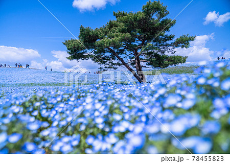 《茨城県》ネモフィラの丘・ひたち海浜公園 《茨城県》ネモフィラの丘・ひたち海浜公園 78455823