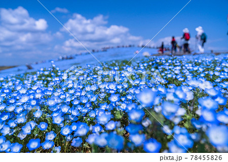 《茨城県》ネモフィラの丘・ひたち海浜公園 78455826