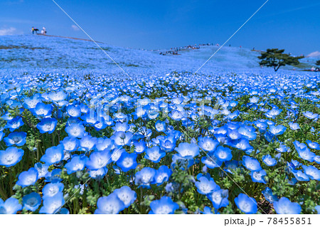 《茨城県》ネモフィラの丘・ひたち海浜公園 78455851