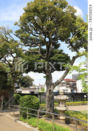 スダジイの大木 78456054