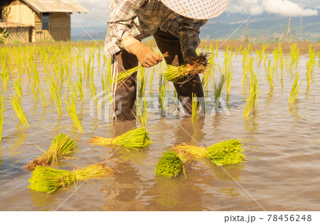 Group of farmers growing seedling rice in paddy field in rural area, traditional rice planting progress. Local people lifestyle. Group of farmers growing seedling rice in paddy field in rural area, traditional rice planting progress. Local people lifestyle. 78456248