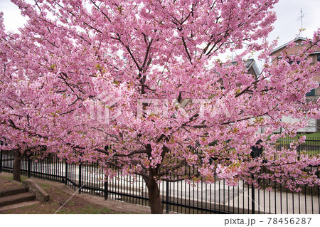淀の河津桜 京都で一番早く咲く桜 淀の河津桜 京都で一番早く咲く桜 78456287