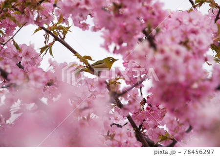 淀の河津桜 京都で一番早く咲く桜 淀の河津桜 京都で一番早く咲く桜 78456297