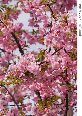 淀の河津桜 京都で一番早く咲く桜 淀の河津桜 京都で一番早く咲く桜 78456308