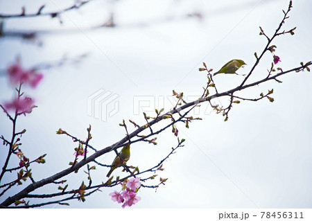 淀の河津桜 京都で一番早く咲く桜 淀の河津桜 京都で一番早く咲く桜 78456311
