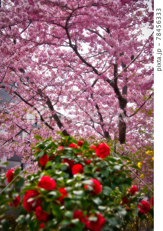淀の河津桜　京都で一番早く咲く桜 78456333