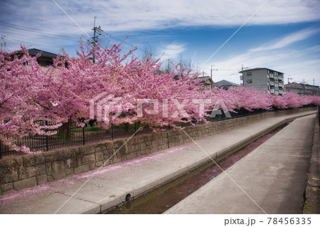 淀の河津桜 京都で一番早く咲く桜 淀の河津桜 京都で一番早く咲く桜 78456335
