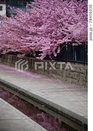 淀の河津桜　京都で一番早く咲く桜 78456336