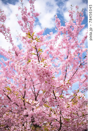 淀の河津桜 京都で一番早く咲く桜 淀の河津桜 京都で一番早く咲く桜 78456345