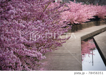 淀の河津桜 京都で一番早く咲く桜 淀の河津桜 京都で一番早く咲く桜 78456351