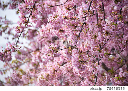 淀の河津桜 京都で一番早く咲く桜 淀の河津桜 京都で一番早く咲く桜 78456356