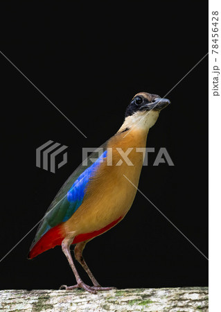 【野鳥】ミナミヤイロチョウ　クローズアップ　黒バック 78456428