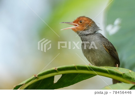 シンガポールの野鳥 葉の上で鳴いているアカガオサイホウチョウ シンガポールの野鳥 葉の上で鳴いているアカガオサイホウチョウ 78456446