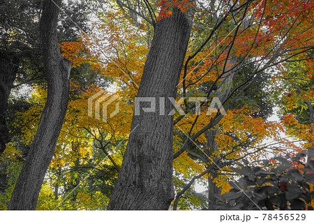 秋の紅葉(旧安田庭園) 秋の紅葉(旧安田庭園) 78456529