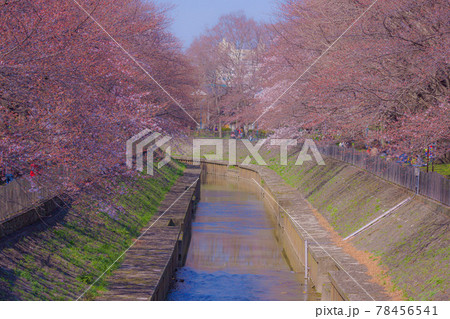 善福寺緑地公園の三分咲きの桜 78456541