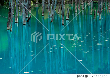 白金青い池（北海道美瑛町） 78456572