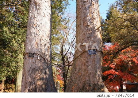 妻沼聖天山　夫婦の木　欅　けやき　榎　えのき　縁結び　ご神木　 78457014