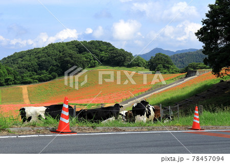 コロナ渦の天空のポピーと牛 開催中止 秩父高原牧場 コロナ渦の天空のポピーと牛 開催中止 秩父高原牧場 78457094