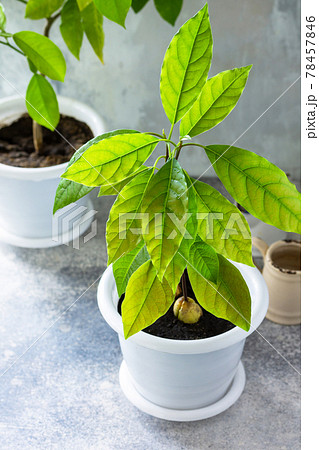 Avocado tree and orange tree grown at home, tropical houseplants. Copy space. Avocado tree and orange tree grown at home, tropical houseplants. Copy space. 78457846