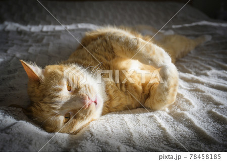 The cat that wakes up at sunrise 78458185