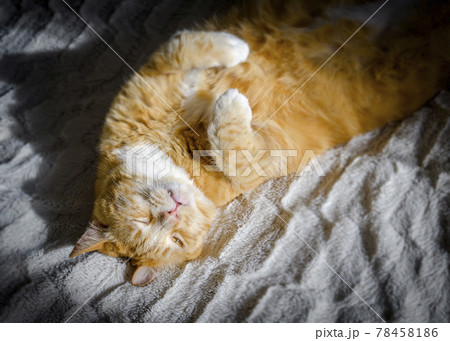 The cat that wakes up at sunrise The cat that wakes up at sunrise 78458186