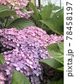 群生の紫陽花 78458197