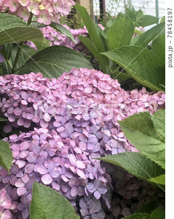 群生の紫陽花 78458197