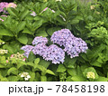 群生の紫陽花 78458198