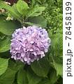 青紫の紫陽花 78458199