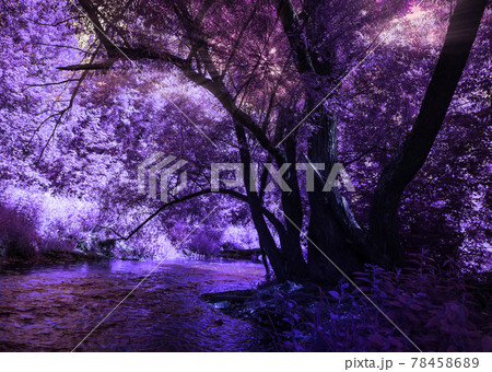 Fantasy purple forest and river 78458689