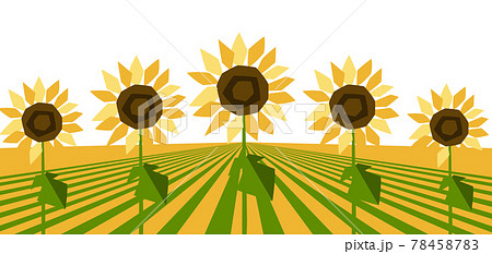 Background with ripe sunflowers. Harvested agricultural field. Background with ripe sunflowers. Harvested agricultural field. 78458783