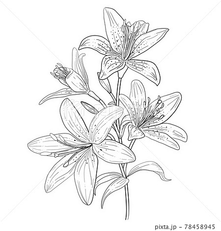42888 Sketch Lilies Images Stock Photos  Vectors  Shutterstock