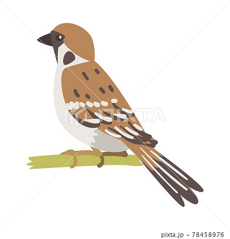 Sparrow as Brown and Grey Small Passerine Bird with Short Tail Sitting on Branch Vector Illustration 78458976