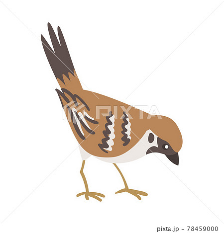 Sparrow as Brown and Grey Small Passerine Bird with Short Tail Pecking Vector Illustration 78459000