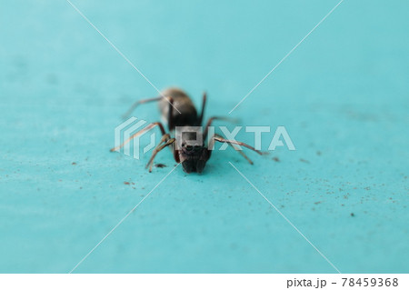 アリグモ 78459368