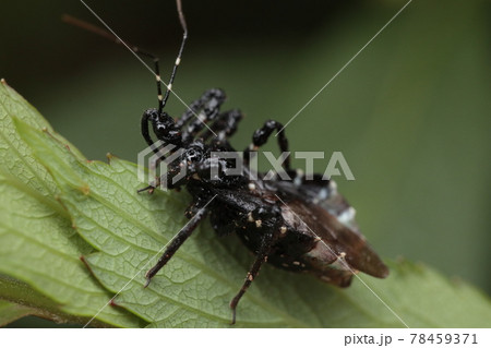 ヤニサシガメ ヤニサシガメ 78459371