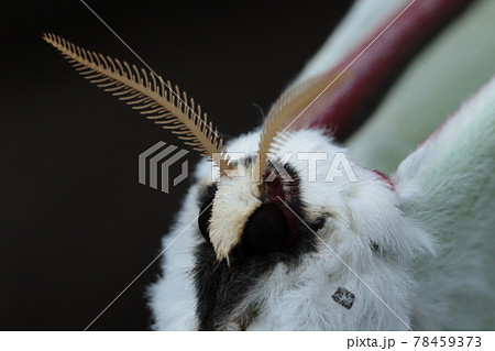 オオミズアオの顔アップ 78459373